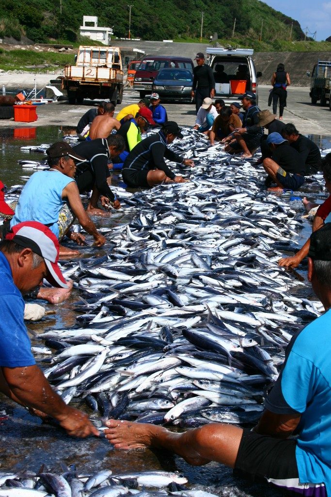蘭嶼,飛魚