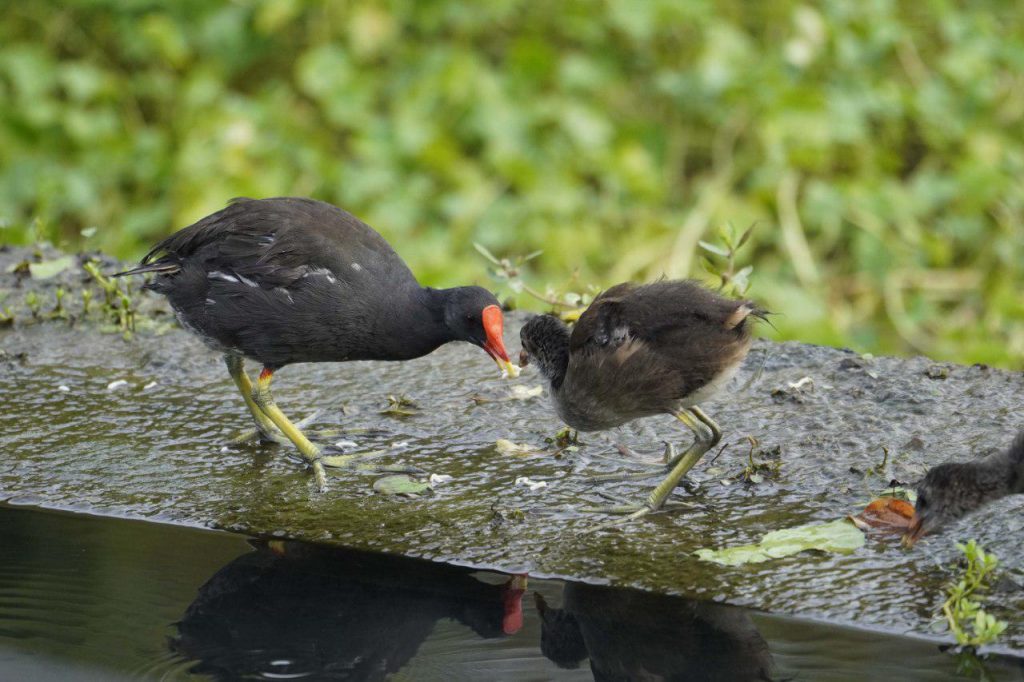 紅冠水雞親子餵食秀