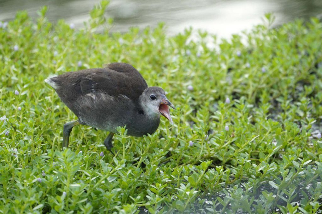紅冠水雞幼鳥乞食行為