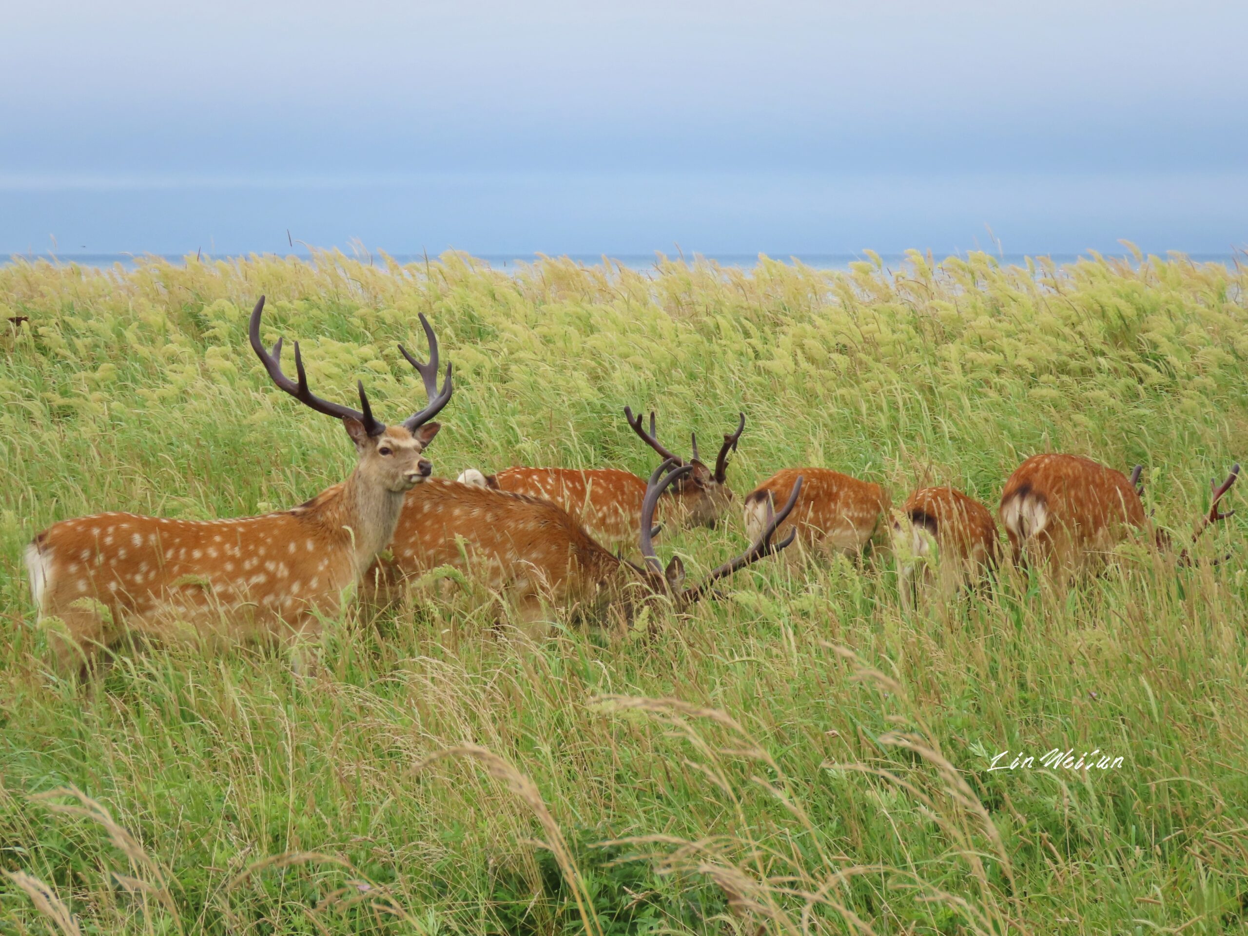 來自北海道的蝦夷鹿- 羽林生態