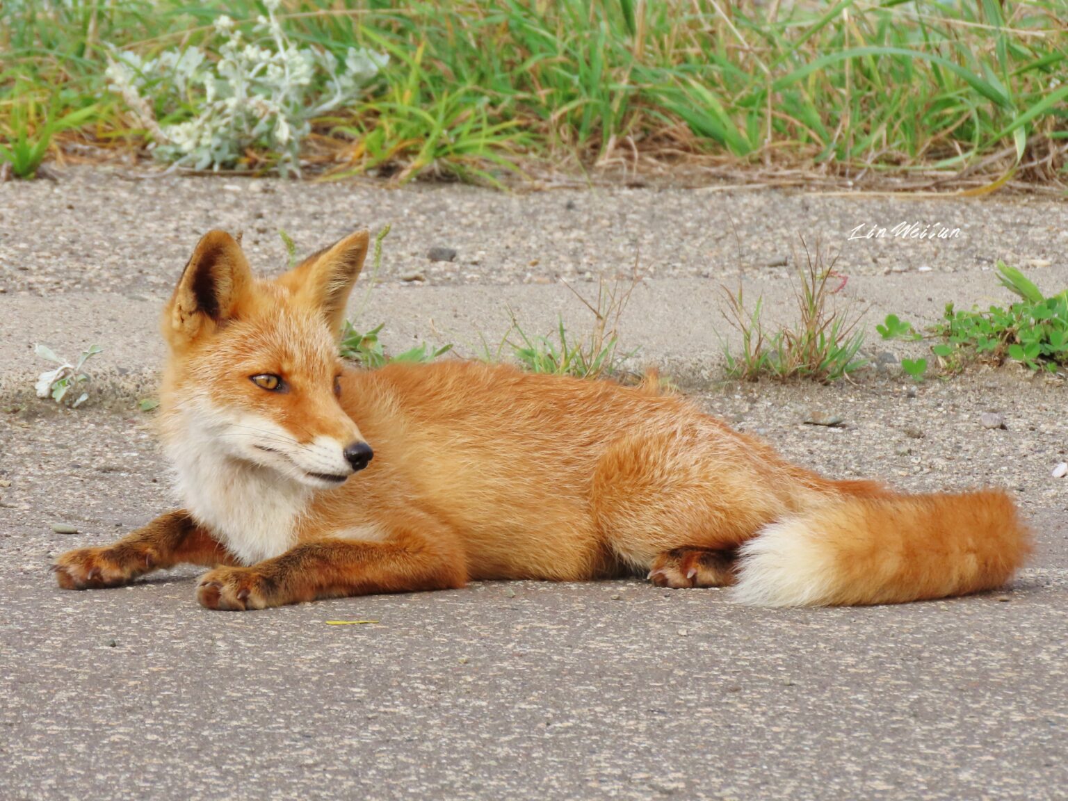 來自北海道的北狐 Vulpes vulpes schrencki - 羽林生態