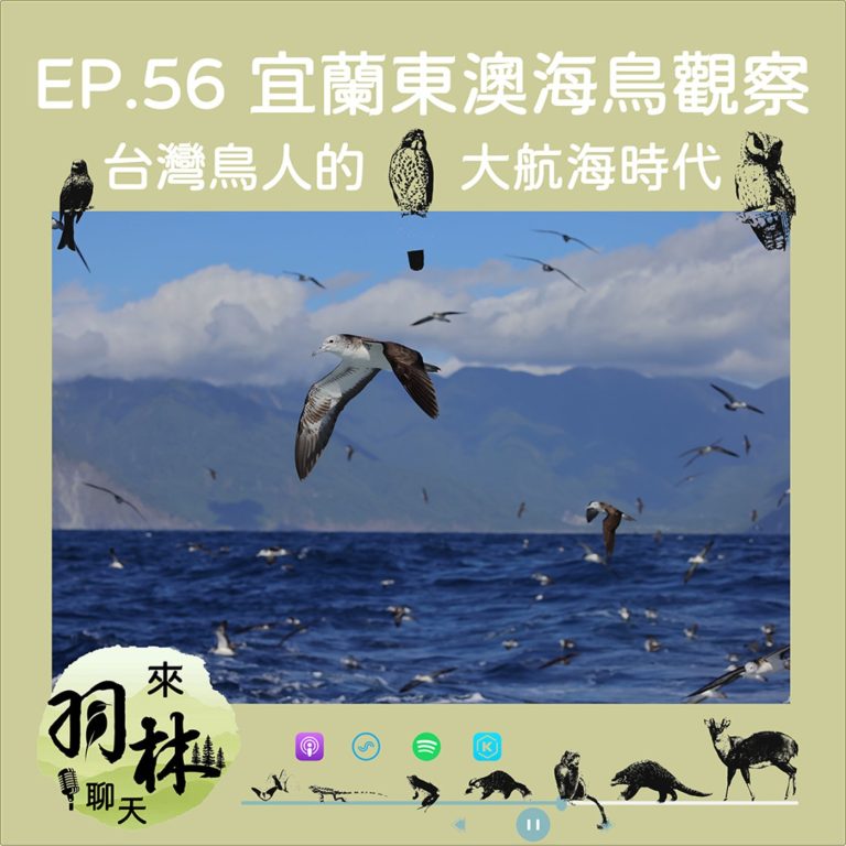 EP56|林哲安╳來羽林聊天:出海九小時只為那三秒鐘?台灣海鳥大航海時代