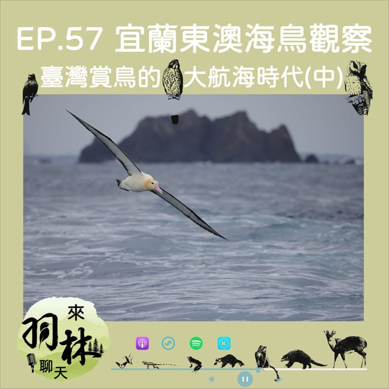 EP57｜林哲安╳來羽林聊天：翅膀比人還高的海上巨鳥？短尾信天翁從一年一隻到爆量現身