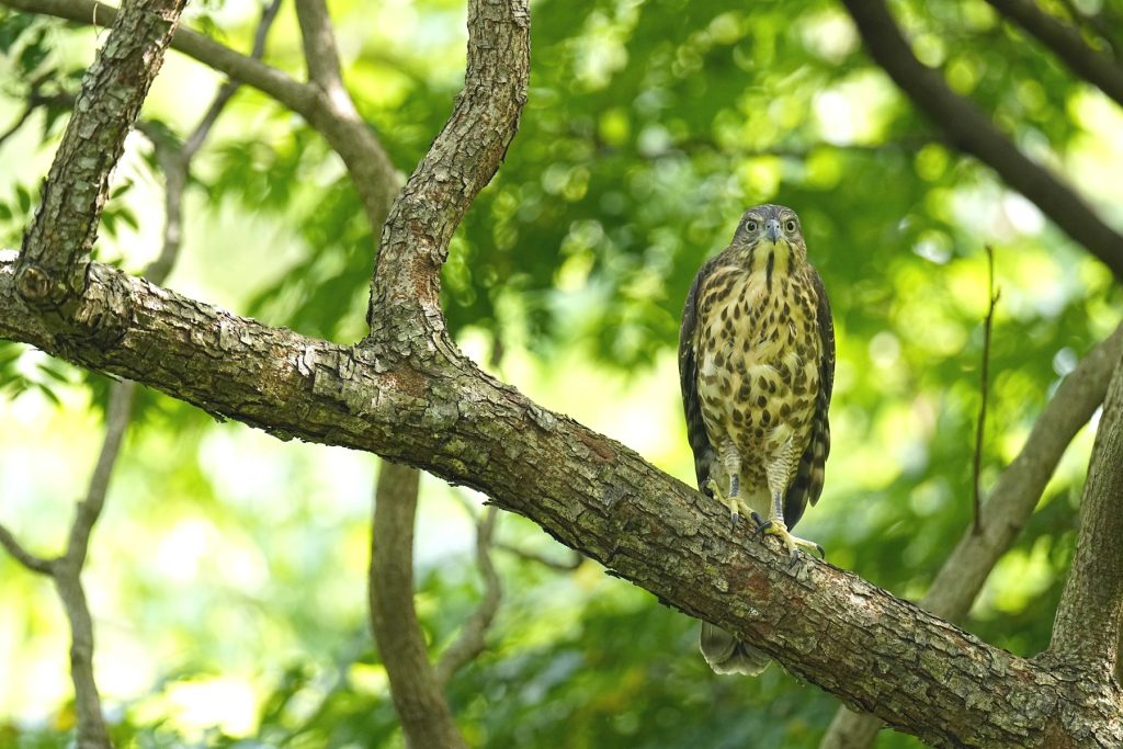 鳳頭蒼鷹幼鳥
